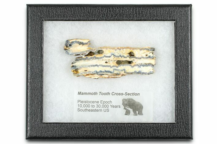 Mammoth Molar Slice With Case - South Carolina #377764